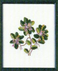 Arbuts, Massachusetts Arbuts, Massachusetts