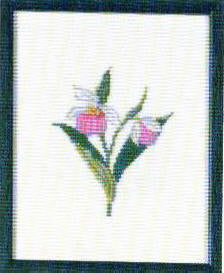 Lady's Slipper, Minnesota Lady