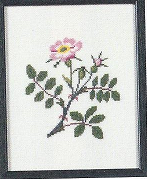 Wild Rose, New York Wild Rose, New York