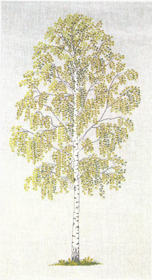 Big Birch Tree Big Birch Tree