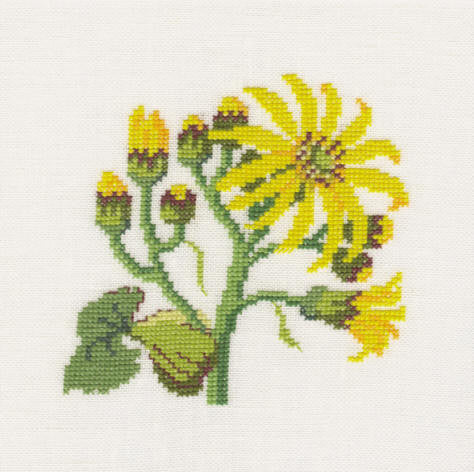Senecio Clivorum