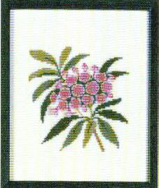 Mountain Laurel, Pennsylvania