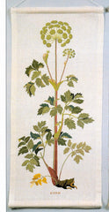 Angelica