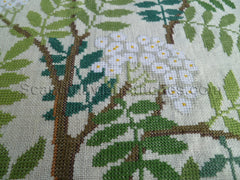 Mountain Ash