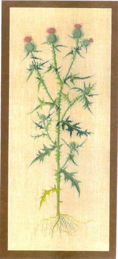Thistle