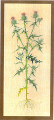 Thistle