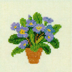 Blue Auricula