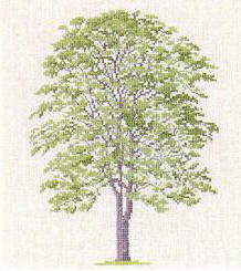 Tree of Heaven