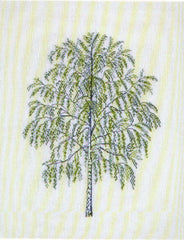 Betula Alba/Birch